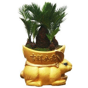 花联 铁树盆景宝山鲜花 嘉定鲜花 90% 全国市级