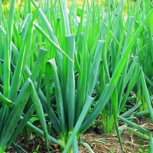 东北新鲜小葱 蘸酱菜 东北大葱500克一份优惠价12元,东北新鲜小葱精心为您挑选-麦尔网购导航-网购宝