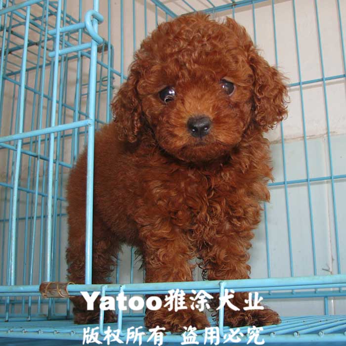 100%纯种玩具型泰迪红贵宾 贵妇犬 公狗狗▉双皇冠