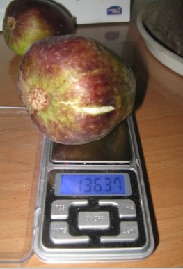 无花果营养钵苗4个果一斤重的超大品种。疑为