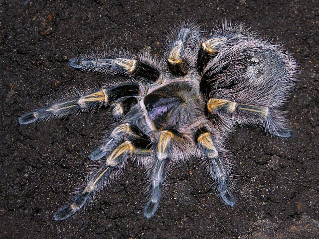 【暂无】gramostola pulchripes 巴西巨人金直间 3-4cm