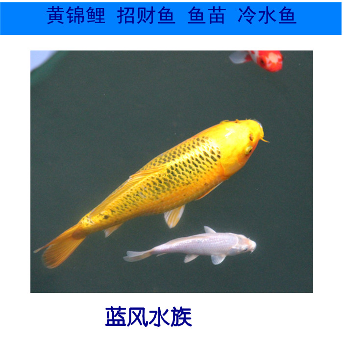 日本锦鲤黄金龙凤 观赏鱼 招财鱼 鱼苗 冷水鱼|