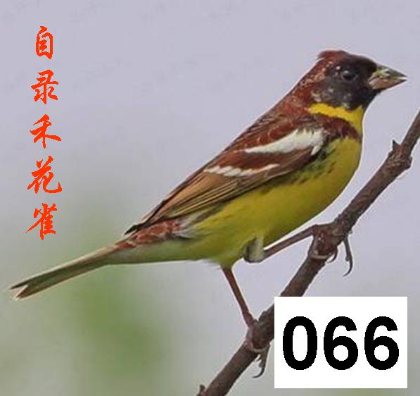 黄胸鹀(又名禾花雀、黄胆、黄肚囊、黄豆瓣、