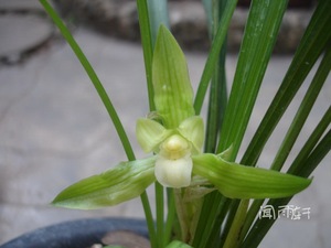 盆栽植物花卉 兰花\贵州春兰下山-大花翠绿纯素