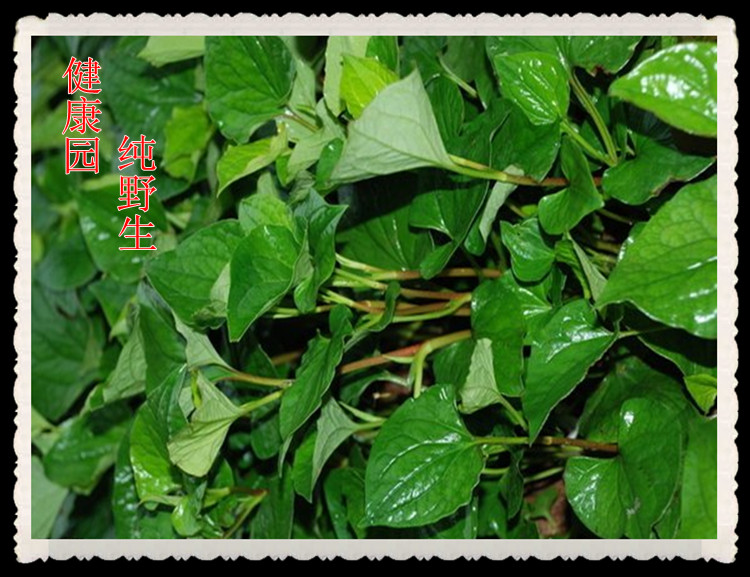 鱼腥草,折耳根,臭菜,侧耳根,臭根草,臭灵丹【鲜品】