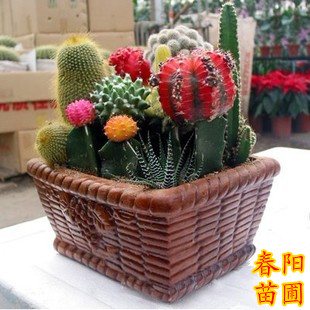 花种子批发 仙人球种子混合 阳台盆栽种子 原包