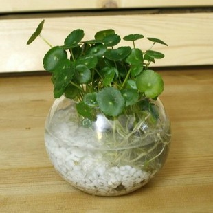 水培器皿【小圆球玻璃花瓶】玻璃花盆 透明水培花卉植物专用花盆