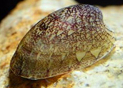 除藻利器 大号鲍鱼螺 笠螺汽水螺不繁殖 以定水