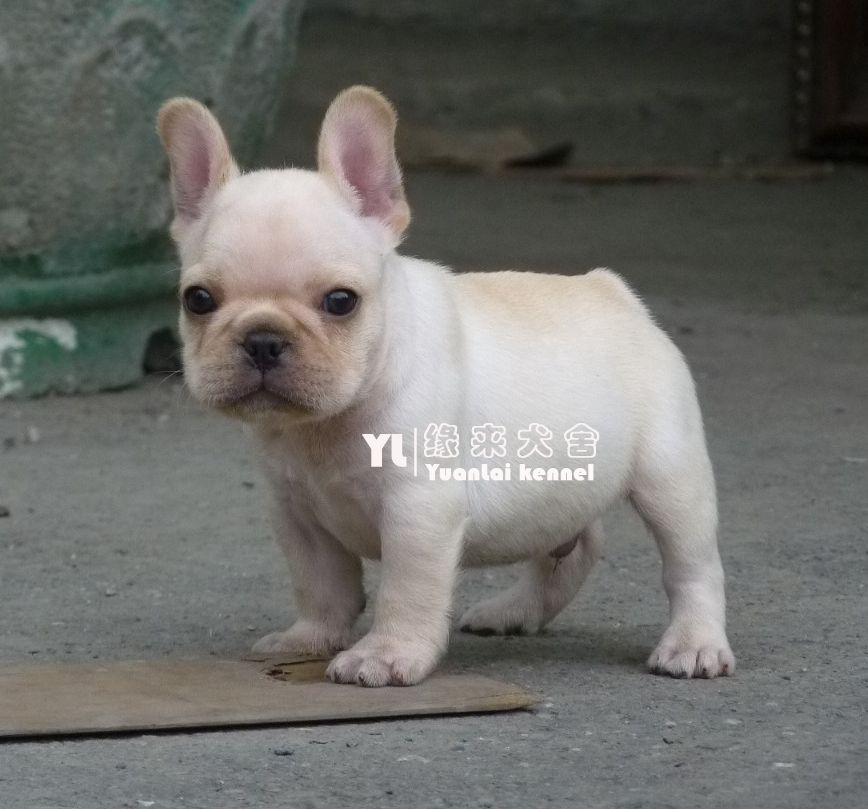 奶白色法国斗牛犬幼犬出售 纯种法斗宝宝 宠物