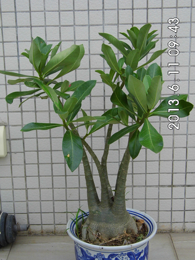 多肉植物沙漠玫瑰苗(巴西品种)(阳台盆栽)懒人