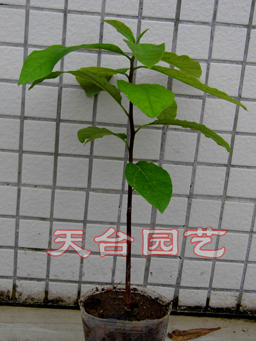 海南油梨果苗【牛油果树苗】【酪梨鳄梨】果苗