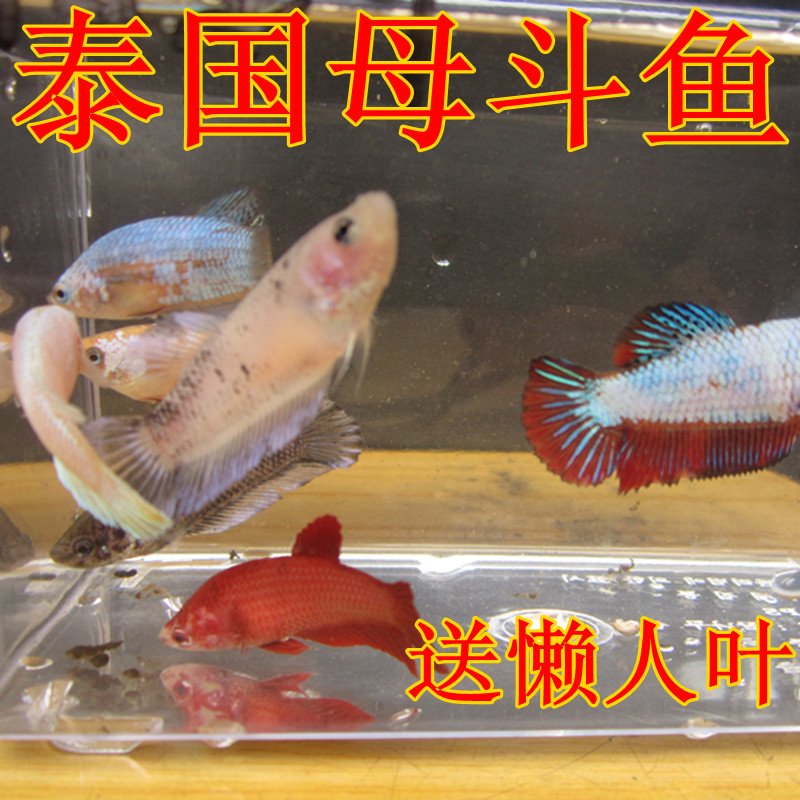 泰国狮王 半月 将军 巨斗母斗鱼 繁殖 抱卵随机