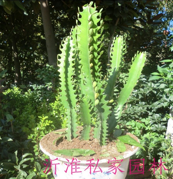 龙骨 龙骨盆栽 冬季室内阳台绿植 净化空气 耐旱 吸甲醛 生命力强