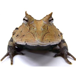 【小木爬爬】cb红霸王角蛙(4-5cm)