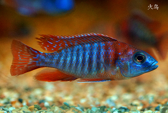 泰国新品种 马雕 火鸟 观赏鱼 热带鱼 淡水鱼 小