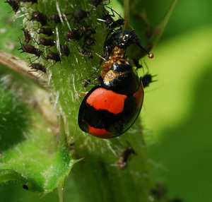 防蚜虫蚧壳红蜘蛛天敌昆虫异色瓢虫成虫,有机