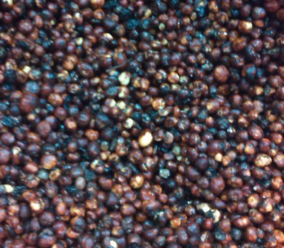 纯野生新鲜 茅膏菜种子 茅膏菜根 地下明珠 风湿