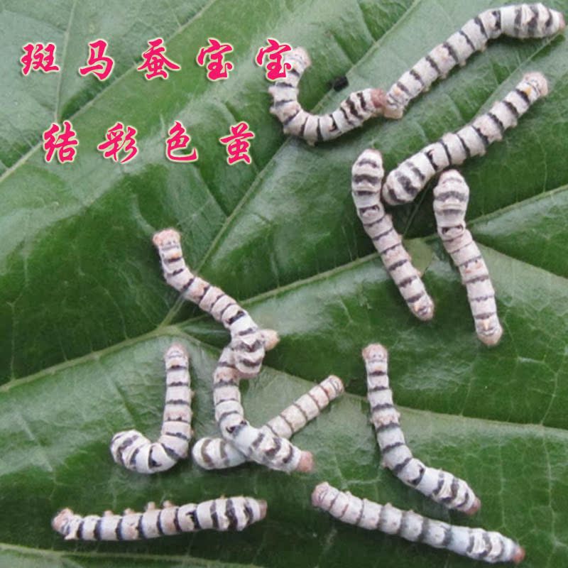 斑马蚕宝宝 蚕卵 条纹蚕 斑马蚕宝宝吃桑叶结白色黄色彩色茧蚕卵