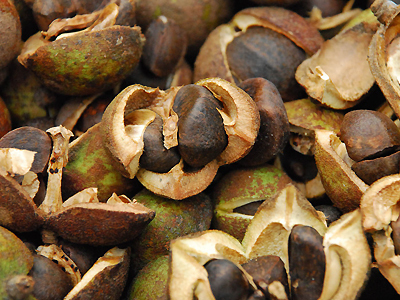 苦茶油 椿油 绝无仅有的纯物理冷压苦茶油 2kg