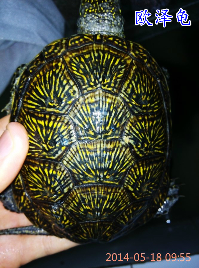 欧洲泽龟 欧泽龟 水龟 深水龟观赏龟宠物龟欧泽