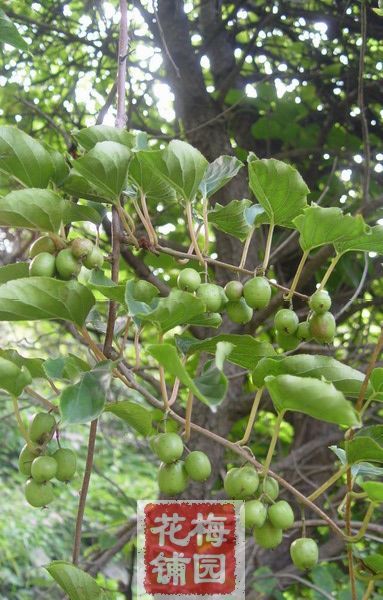 野生软枣猕猴桃雌株扦插苗|一淘网优惠购|购就