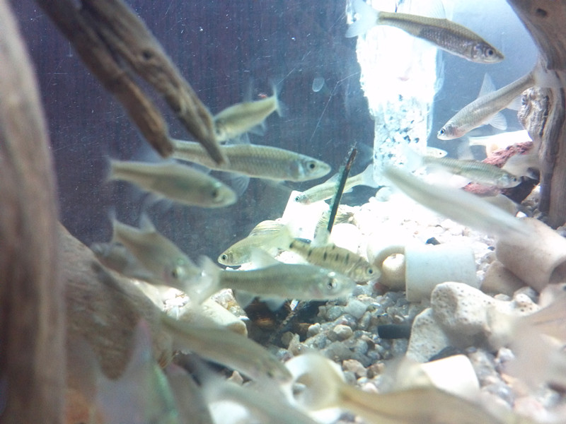 超可爱群游很好养的原生鱼|一淘网优惠购|购就