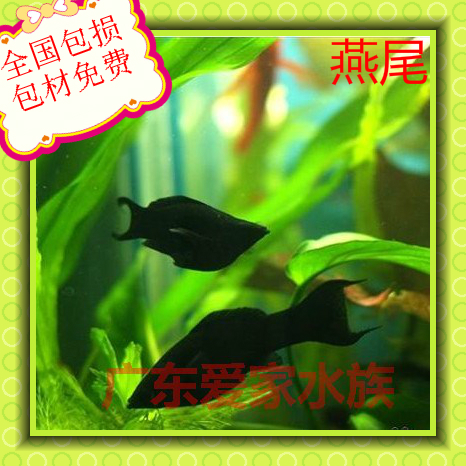 黑玛丽鱼热带观赏鱼活体(暂断货) 除藻草缸鱼3