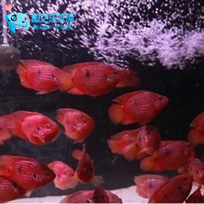 观赏鱼热带鱼 宠物鱼 血钻 红宝石球 好养易活 