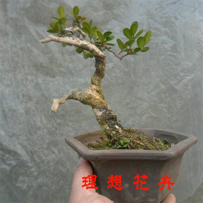 微型黄杨盆景实物 瓜子黄杨盆景造型树桩 迷你
