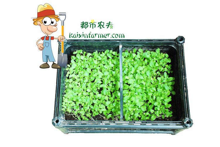 格莱菲 家庭阳台套餐-有机蔬菜 种植箱 种菜盆