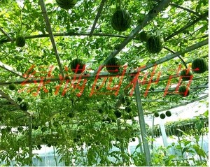 树形西瓜 观光 蔬菜种子 西瓜树种子 水果种子 