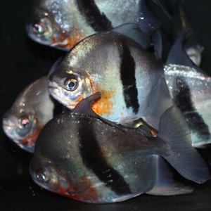 粗线银板热带观赏鱼水族粗线苗子细线版黑桃A