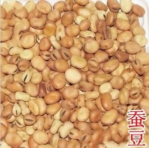 蚕豆种子 精选优质散装蚕豆种子 日本大阪豆品