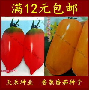 非转基因水果小樱桃番茄种子黄\/黄香蕉番茄种