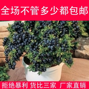 盆栽蓝莓果树苗\/兔眼品种-杰兔.蓝莓苗适应性强