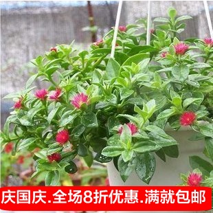 室内阳台好养的可以食用的花卉盆栽植物 牡丹