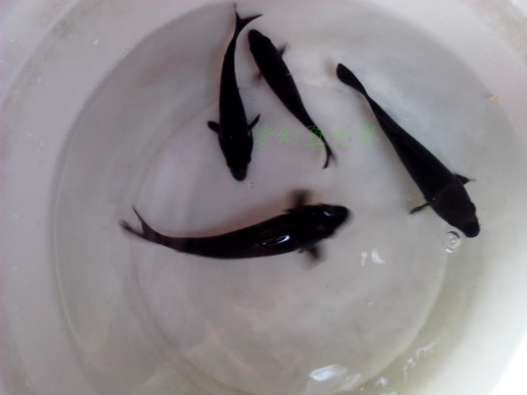 精品锦鲤观赏鱼 风水鱼 纯黑色锦鲤鱼8-22cm|一