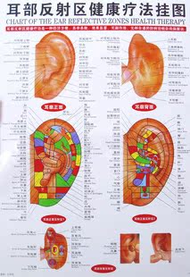 耳穴图 耳穴反射区挂图 耳部穴位图 耳朵穴位图