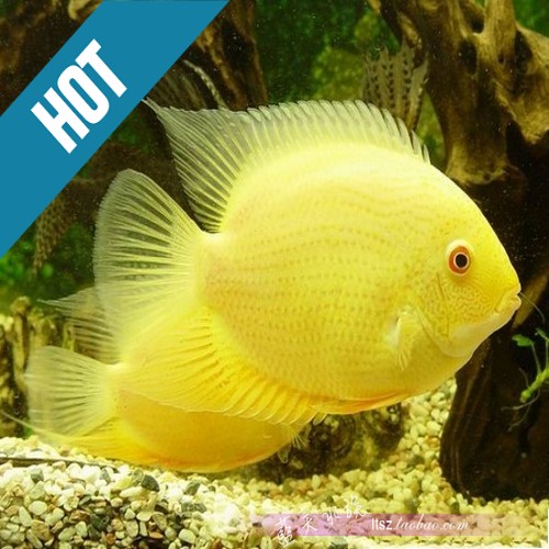 【蓝天水族】热带鱼 观赏鱼 菠萝鱼 金菠萝 2-1