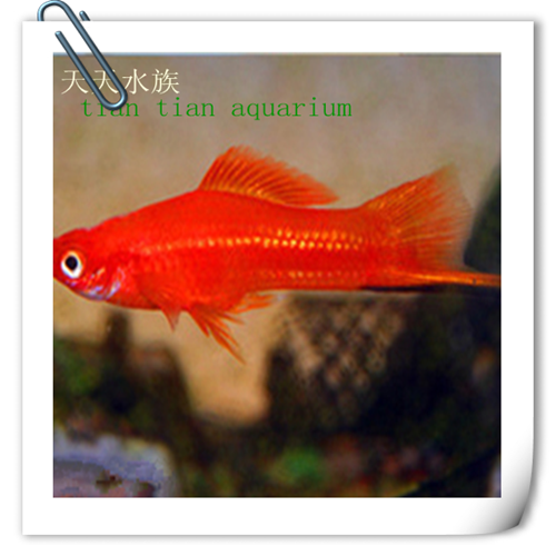 热带鱼红箭、红箭、可混养、价格直降冰点、量