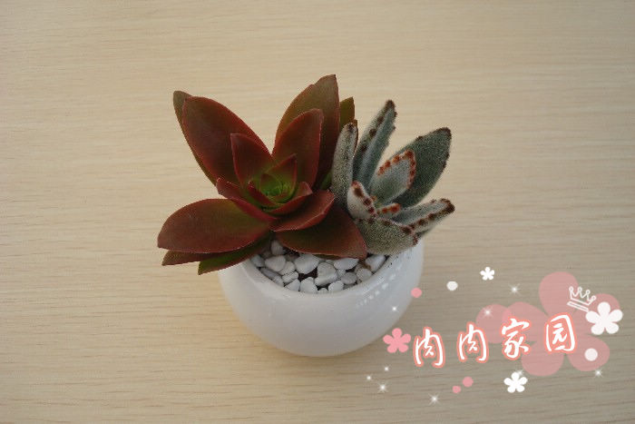 特价多肉拼盘办公桌面迷你小盆景火祭 月兔耳