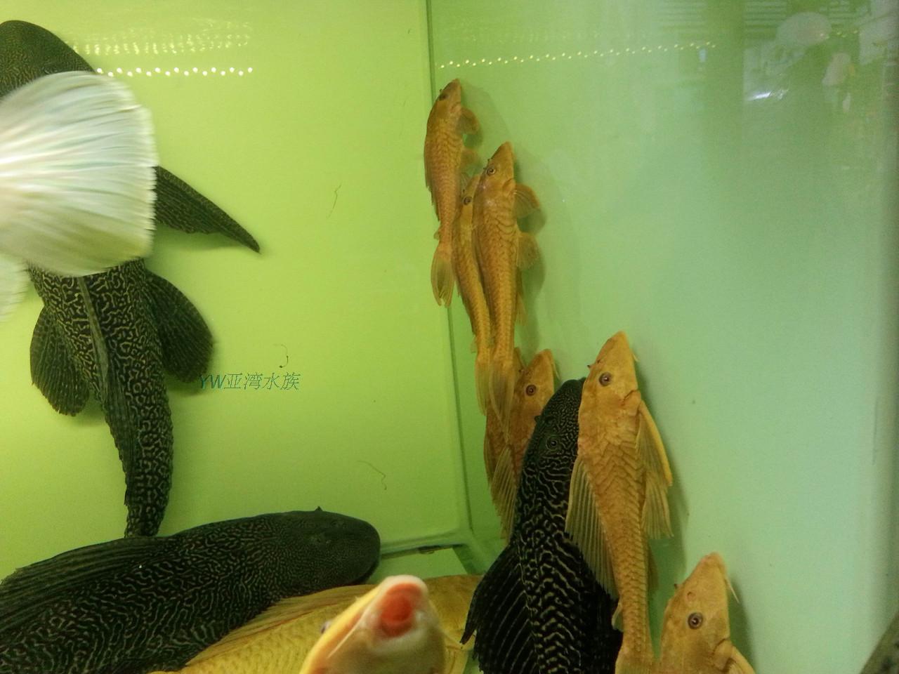 黄金清道夫黄化琵琶鱼黄色清洁工鱼垃圾鱼观赏鱼热带鱼8-30cm批发|一淘网优惠购|购就省钱