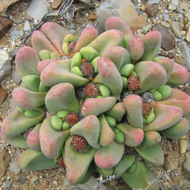 【优木园艺】番杏科种子20粒Tanquana prismatica Ceres Karoo|一淘网优惠购|购就省钱