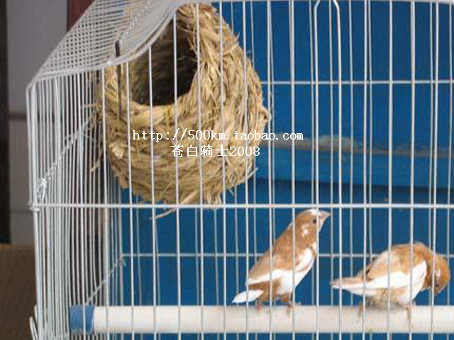 牡丹/虎皮/鹦鹉/文鸟/珍珠鸟/<em>十姐妹</em>/草编鸟窝/草