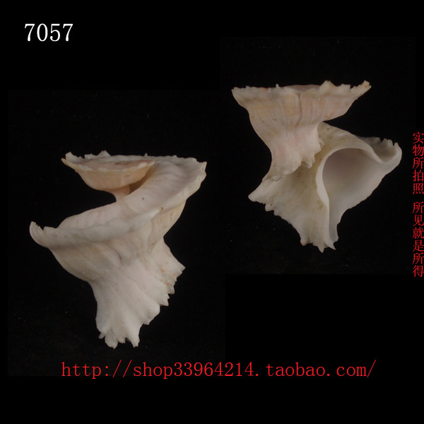 海螺贝壳(一物一图)配口盖 4.CM 玛娃花仙螺 不
