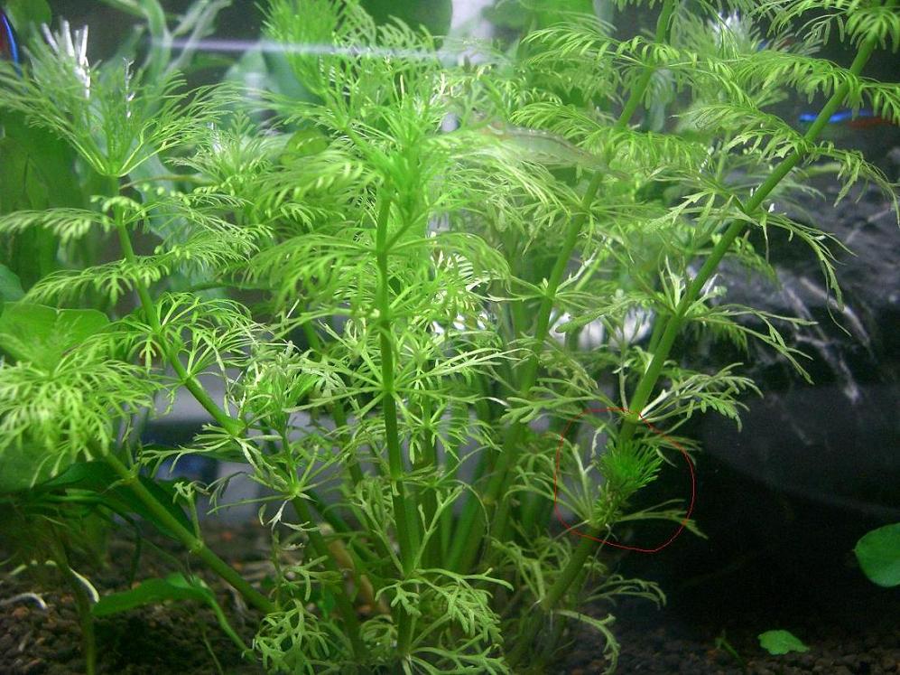 精彩水族观赏水草 小宝塔 宝塔草 最好养的适合