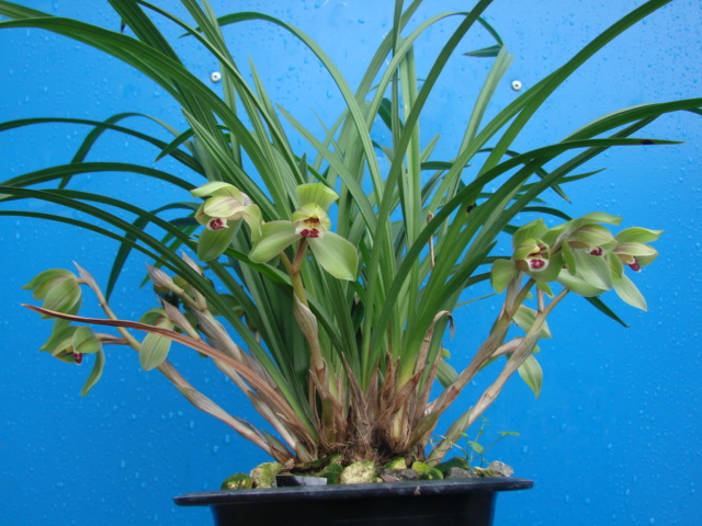 飞鹏兰艺 兰花春剑 荷瓣 春剑大富贵 75\/苗|一淘