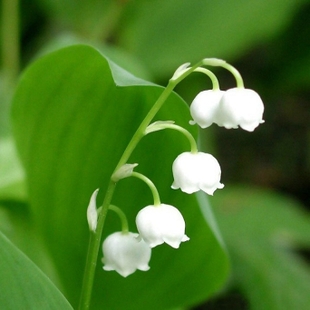 盆栽植物 铃兰苗 铃兰根 宿根花卉 铃兰花 铃铛花香水花 2.8元1株