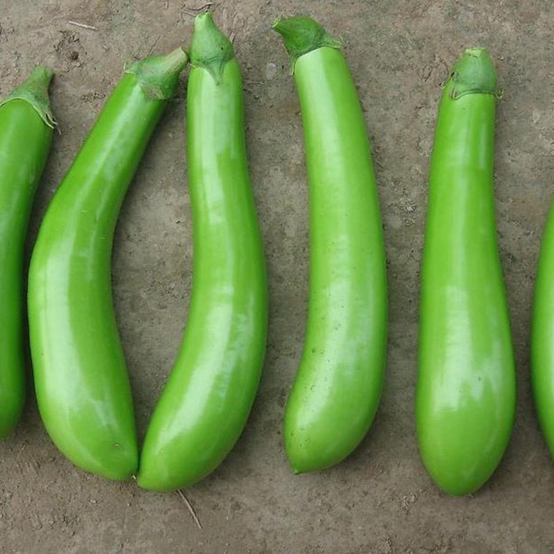 崇明农家种植新鲜绿皮茄子 绿色天然 当天采摘