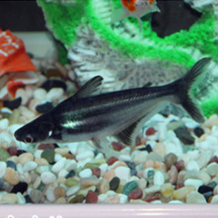 虎鲨鱼 观赏鱼 热带鱼 鲨鱼 虎头鲨|一淘网优惠